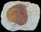 Fossil Leaf (Zizyphoides flabellum) - Montana #52241-1